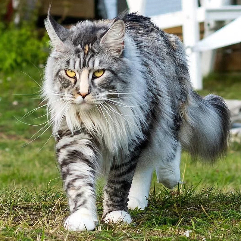 猫舍直销,批发价出售,缅因猫